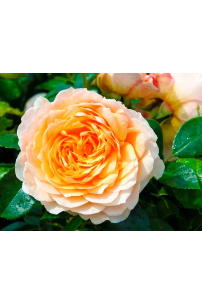 Квітка троянди Ginger Sylabub крупним планом